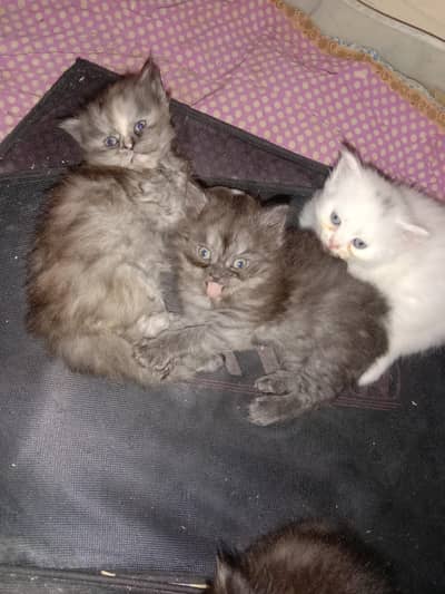 Females Persian Cats