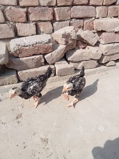 what's app 03056576880