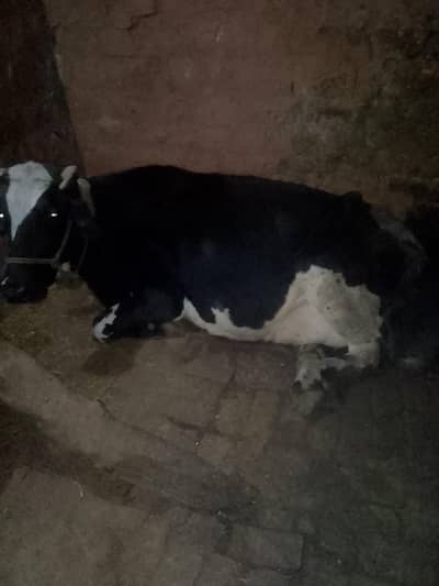 taza soi cow sath wacha 14diin ka gram doad 2tan ka 10kg pr day 2bachy