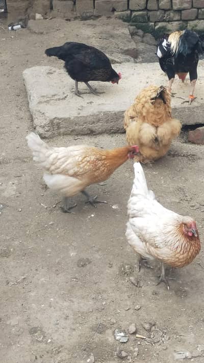 Lohman Brown and desi egg laying hens for sale