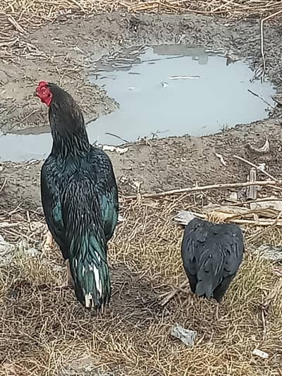 all sale plus exchange available with phone