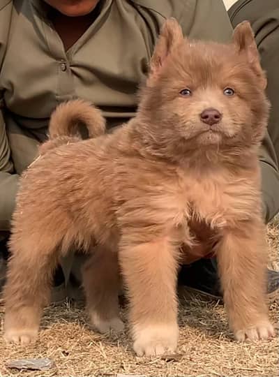 husky crossed with german shepherd