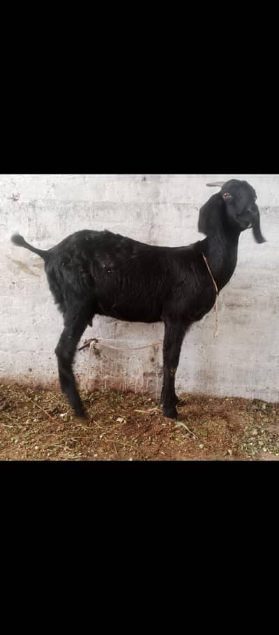 Gaban Goat  03224964486