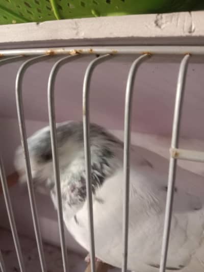 sialkoti bateri breeder female