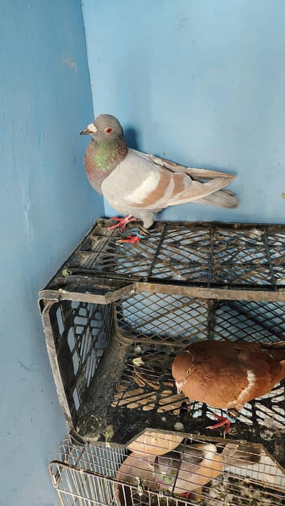 Gande dar nar lalban madi