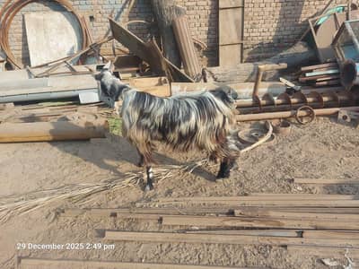 sindhi Goat