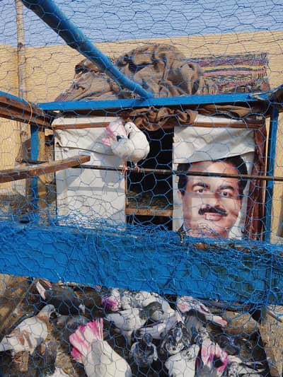 Lakha kabutar Pair for sale 4000