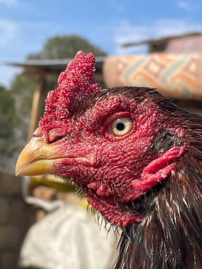 Lasani lakha 1 eye breeder top quality