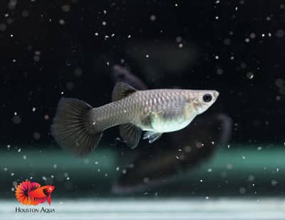 Black Moscow Guppy (Female)