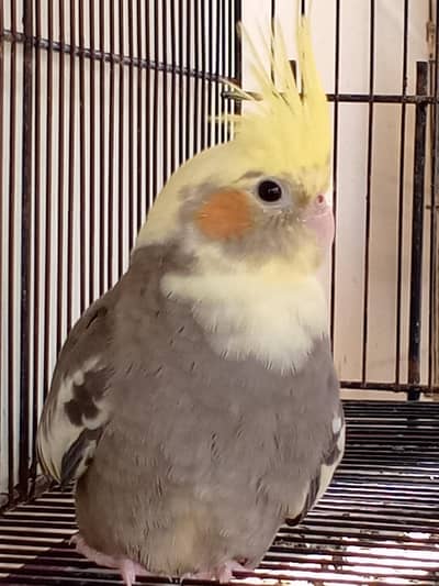 yellow face cocktail