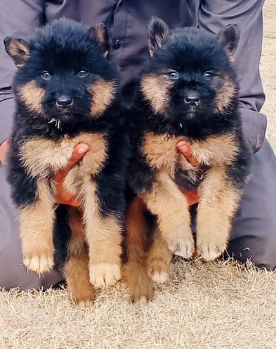 German shepherd Female /GSD/German shepherd long coat female for sale