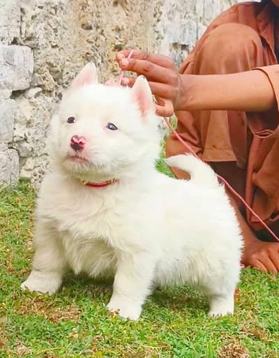 Russian import class female for sale