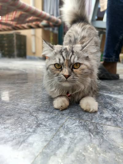 Persian Siberia Cat
