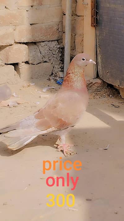 1 day offer pigeons only 300 watsaapp and  simple number (03216921490)