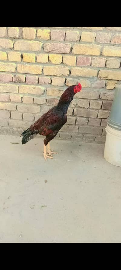 MASHALLAH TOP QUALITY PATH AVAILABLE FOR SALE 