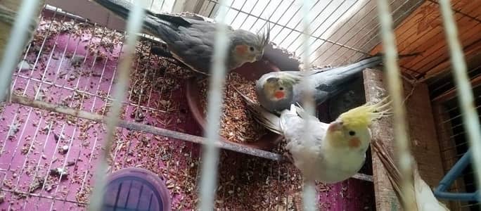 Australia important cocktails parrot