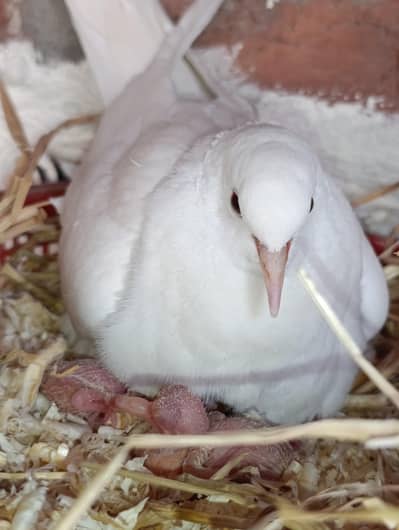 white Dove Red eye breeder pair