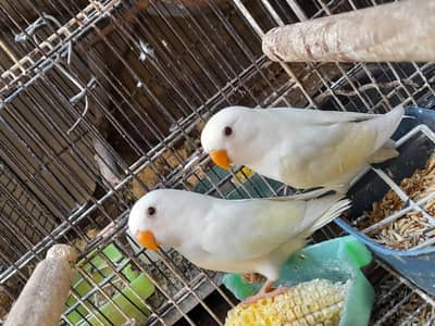 love birds crimino rosi red eyes for sale multan Block V Rs. 3200