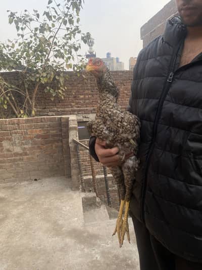 king size shammo pure blood lime