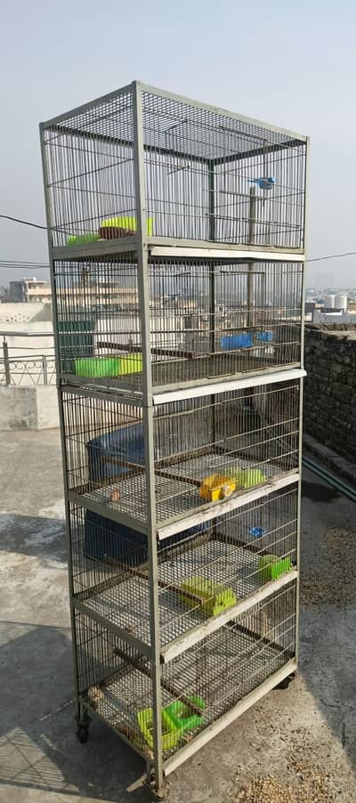 sunconore female  tamed  parrot 5 portion Parrots cage tower