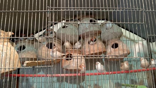 common finch nutrition finch Snow White finch