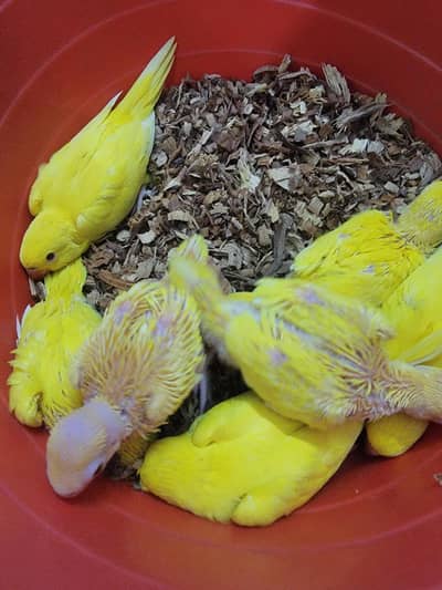 YELLOW RING NECK AND RAW PARROT CHICK