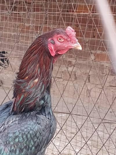 ASEEL LASANII MUSHKA