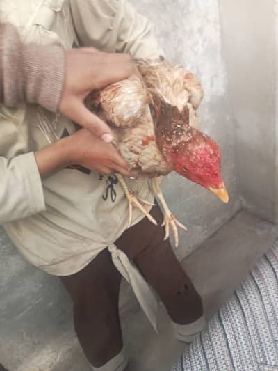 ande Dene wali murgi