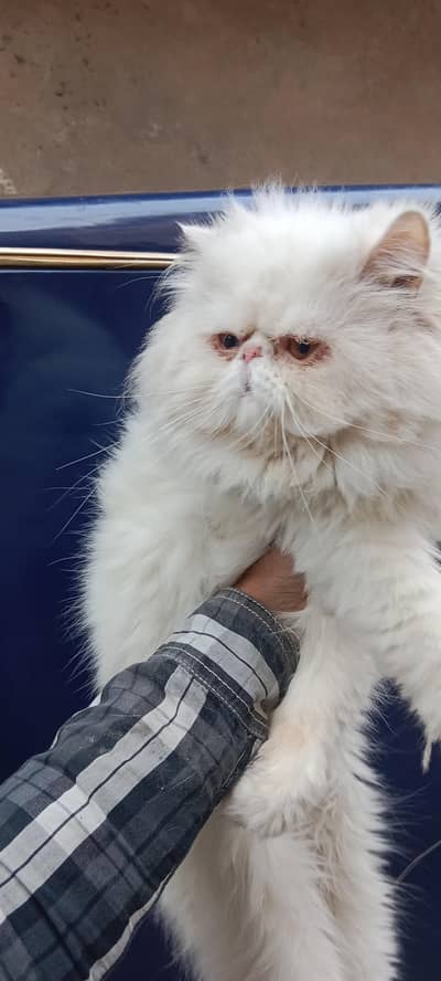 Piki Face Odd eye Stud Male | Peki | Peke | Stud | matting| Persian