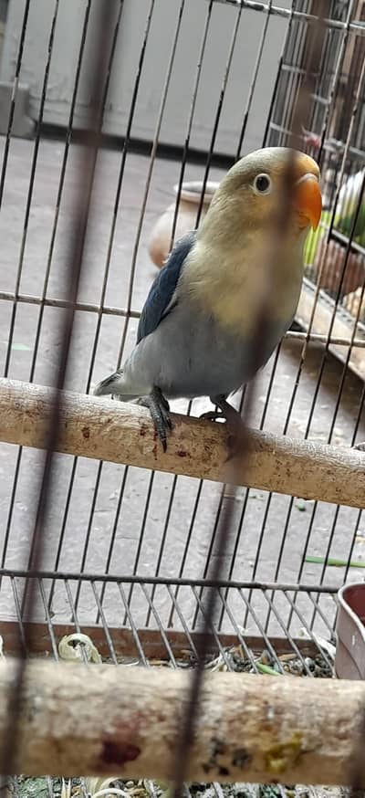 for sale chowk kumharanwala RS. 2100