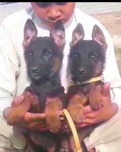 German Shepherd male female available for sale