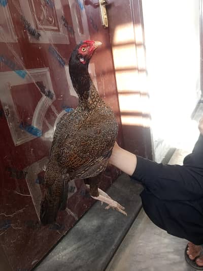 Quality breeder female for sale white eye white nallii