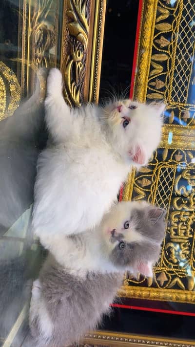 kitten 6 with cat avilabllle for sallle