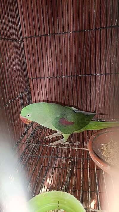 Raw Parrots/Green/Gani/Bolny waly Breeder Female Price Kam ho Jaya gi