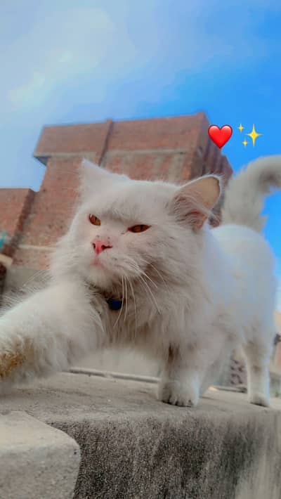 Persian cat