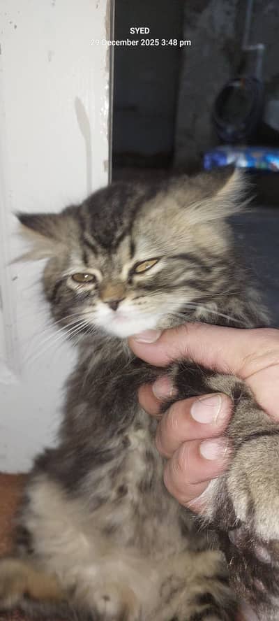 persian cat punch face