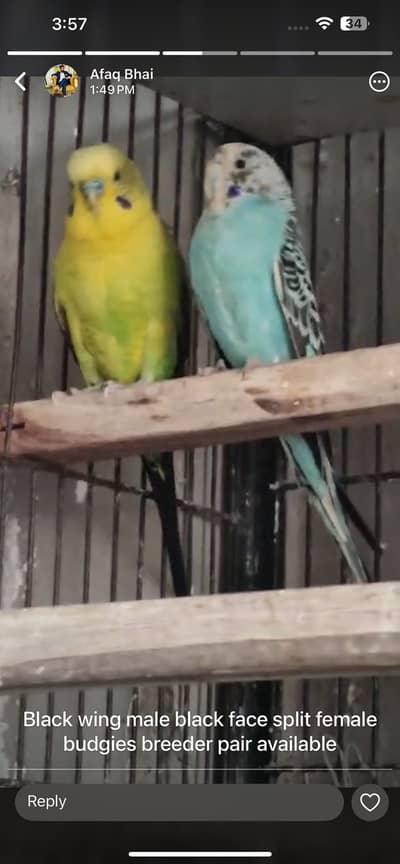 Black wing and black face budgie