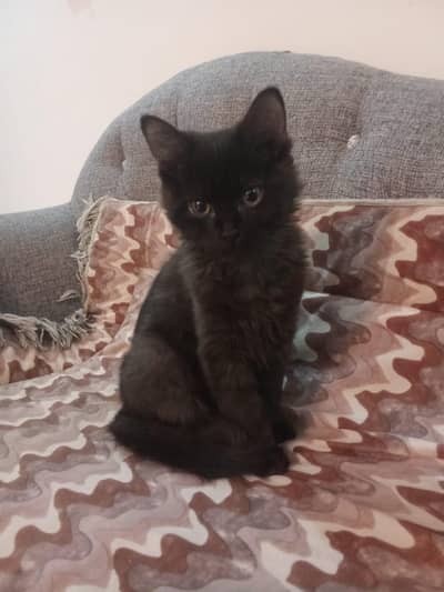 lovely Persian kittens looking for loving home.