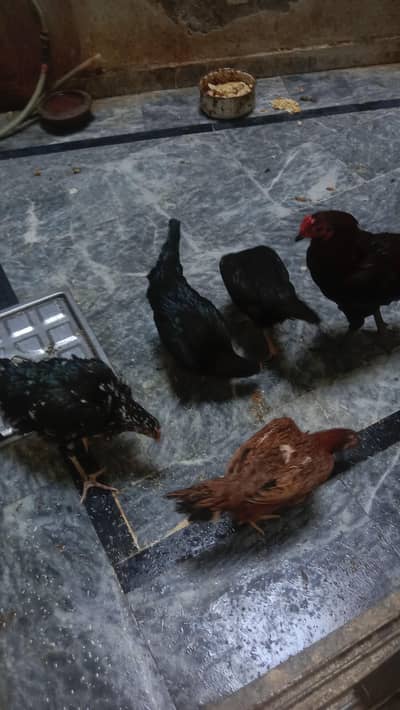 aseel hens eggs wali