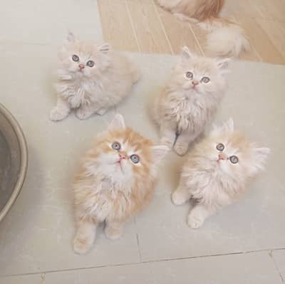 High quality Persian Kittens | Cat Babies | Fluffy Kitten | For sale