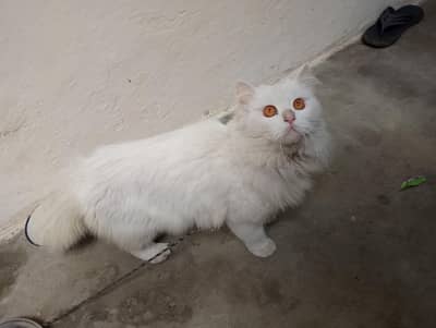 urgent sale requirements