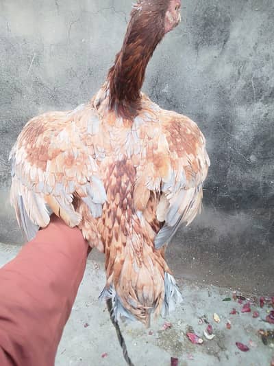 ASEEL HEN BEST QUALITY BREEDER AND PURE ASEEL HEIN