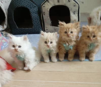 Persian Kittens | Triple coat | Punch Face | Cat Babies | Cute | sale
