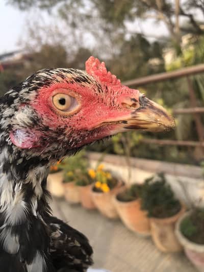 Aseel miyanwali pathy pathiyan for sale