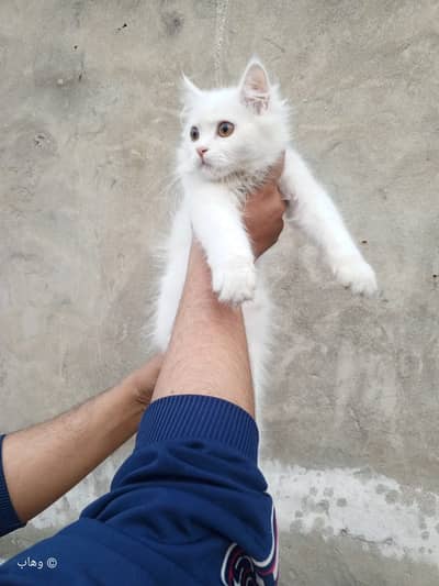 Persian / White / Kitten / Male Cat / Billi / Triple Coat / Cat