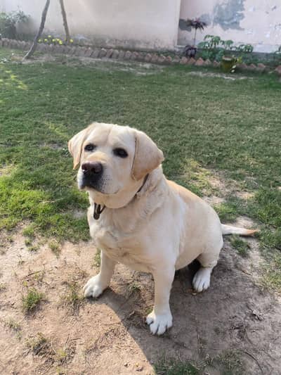 Labrador Dog Pedigree