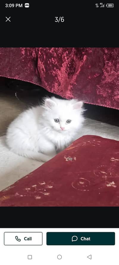 cat mere Ghar cat WhatsApp number 03477298721