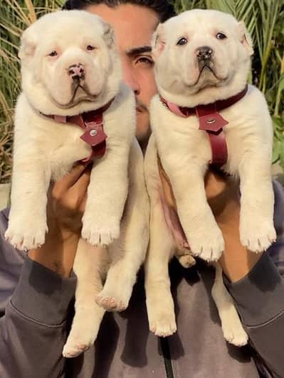 king alabai dog mail 2month for sale