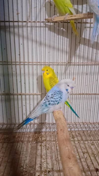 badges for sale urgent