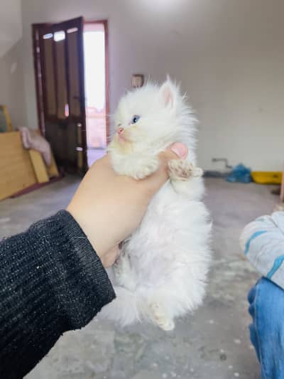 Persian kitten for sale